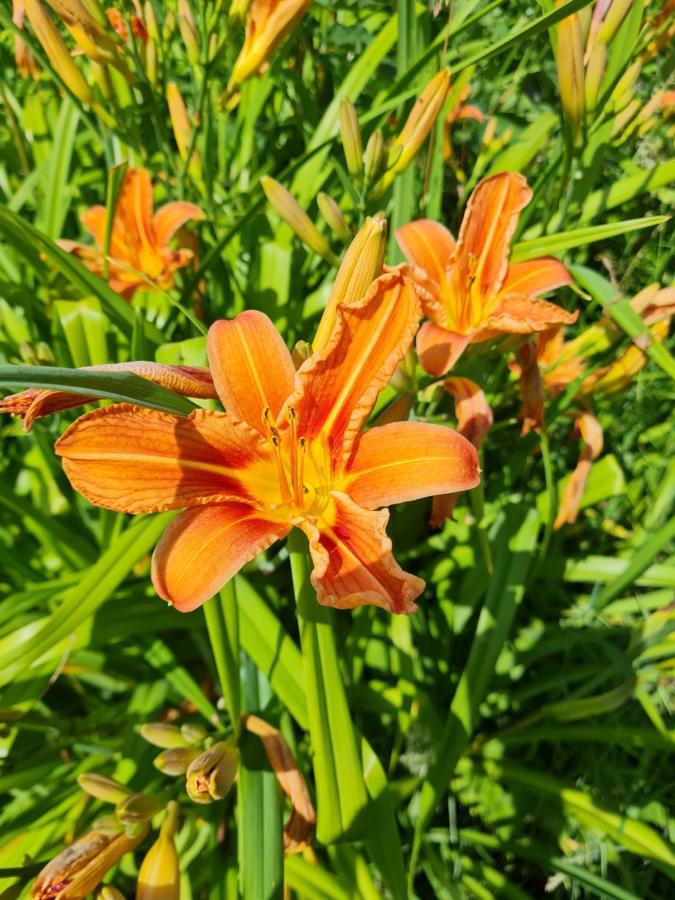 Domaine De La Cour Vautier Bed & Breakfast Mandeville-en-Bessin Bagian luar foto