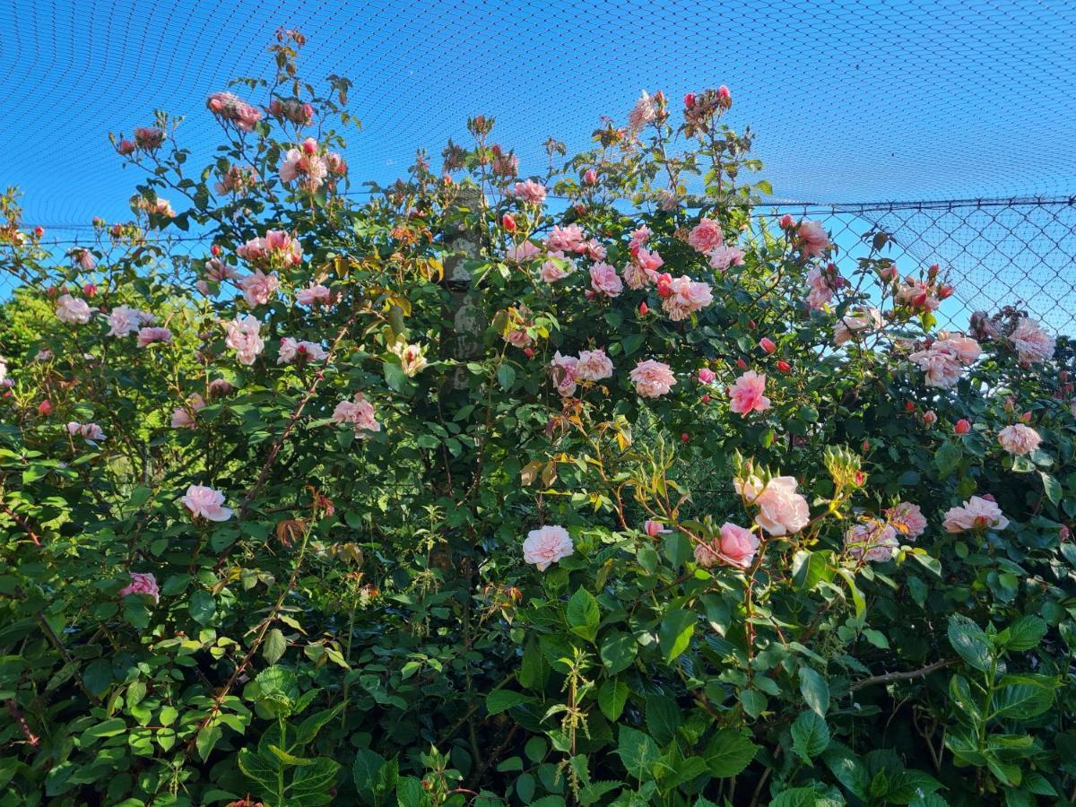 Domaine De La Cour Vautier Bed & Breakfast Mandeville-en-Bessin Bagian luar foto