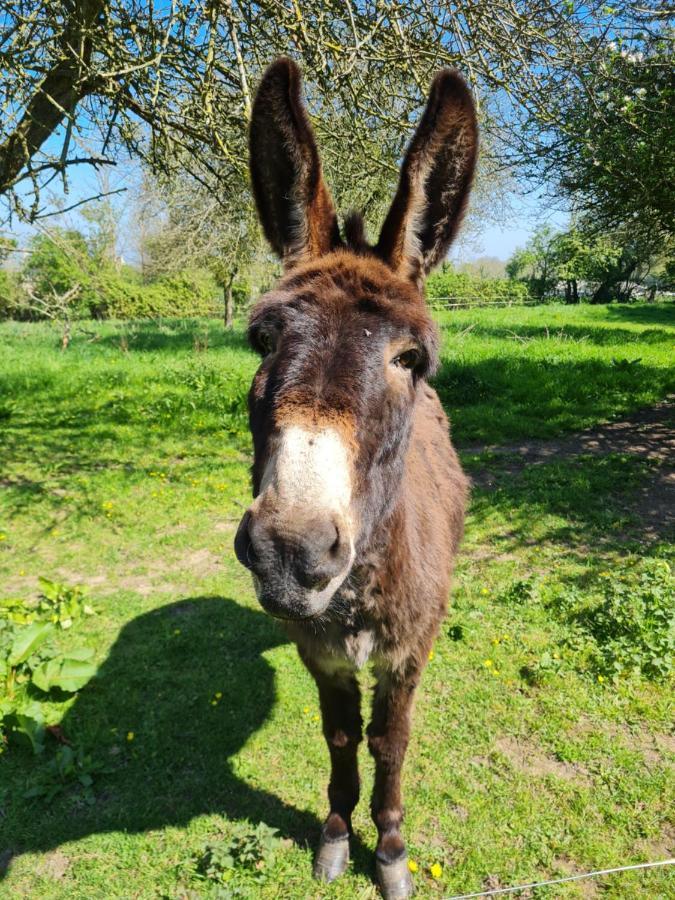 Domaine De La Cour Vautier Bed & Breakfast Mandeville-en-Bessin Bagian luar foto